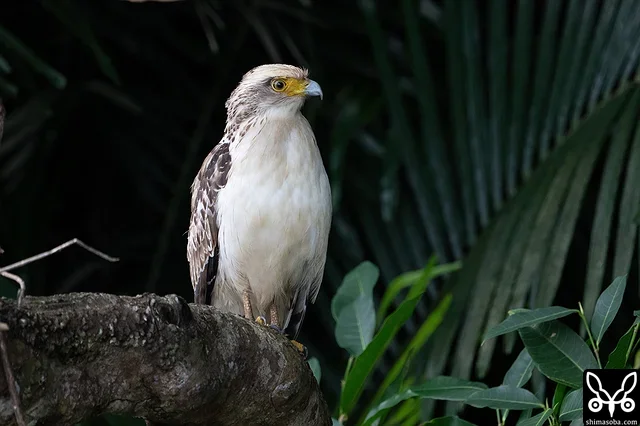カンムリワシの幼鳥。ハヤブサのペアからちょっかいを受けてうっとうしそうでした