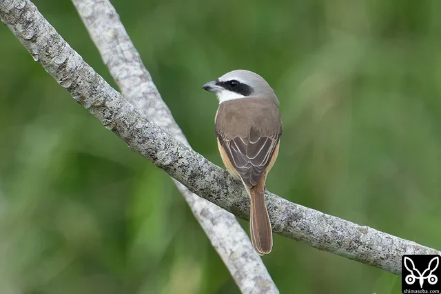 シマアカモズのオス成鳥。とても美しい個体でした。
