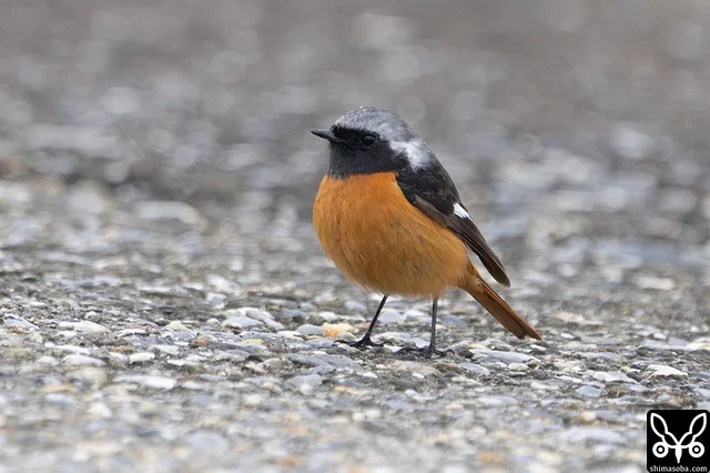 ジョウビタキのオスが港の船揚げ場にいました。餌をとっているようでしたが、何を食っているんだろう。