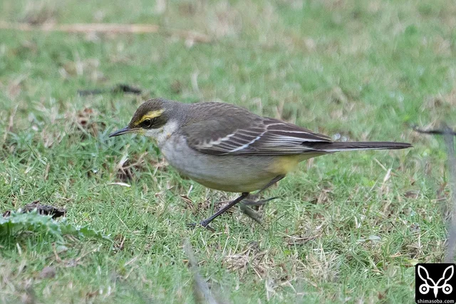 (キマユ)ツメナガセキレイ幼鳥。ツメナガセキレイはほとんどが幼鳥でした