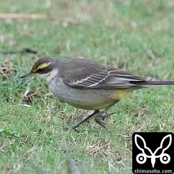 (キマユ)ツメナガセキレイ幼鳥。ツメナガセキレイはほとんどが幼鳥でした
