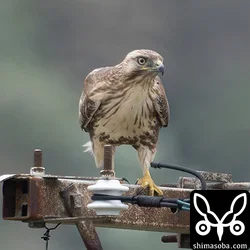 ノスリ
