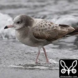 ウミネコ