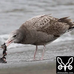 ウミネコ