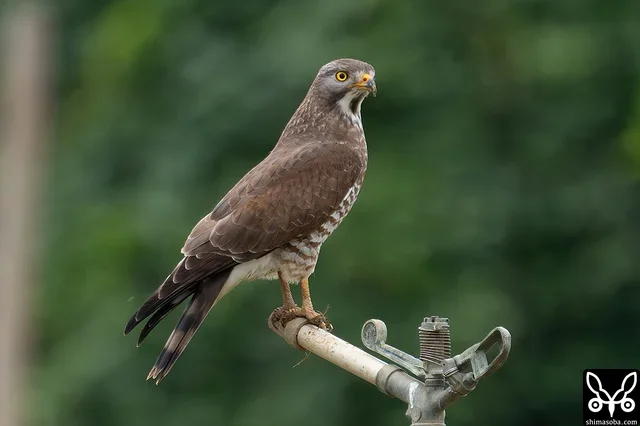 サシバのオス成鳥。