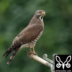 サシバのオス成鳥。
