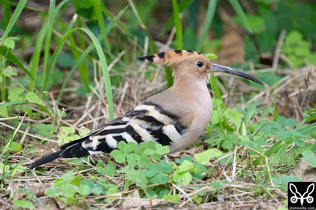 警戒心の弱いヤツガシラ。通行人はそこそこありますが、鳥屋が来ないので追われることもなく越冬モードです。