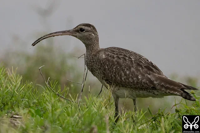 チュウシャクシギの幼鳥。