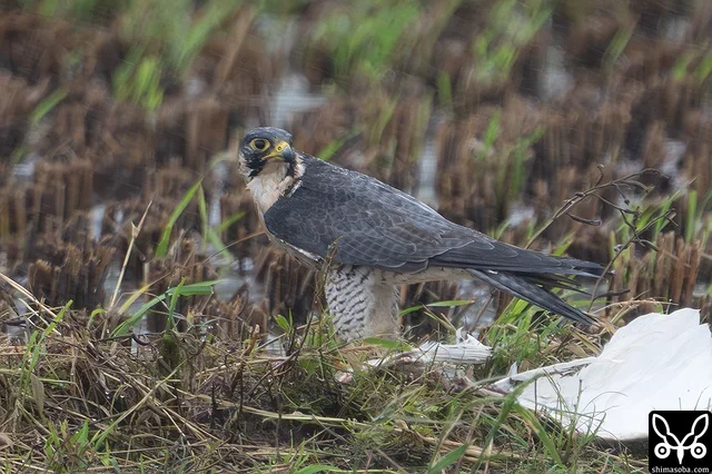 大きなチュウダイサギを捕まえたハヤブサのオス成鳥。