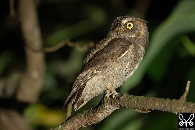 換羽を終えて美しい姿のリュウキュウコノハズク成鳥。