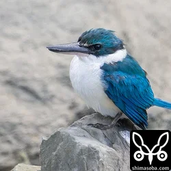 ナンヨウショウビン見納め