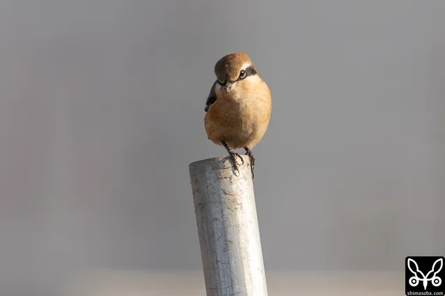 モズもかなり珍しい。
