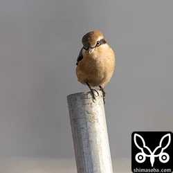 モズもかなり珍しい。