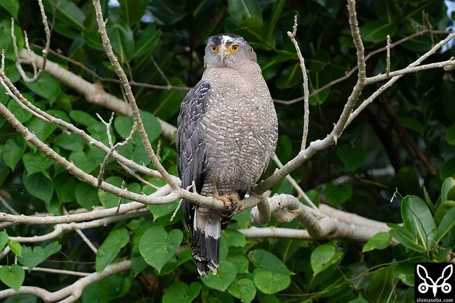 カンムリワシの成鳥が現れると幼鳥は一目散に逃げて行きます。