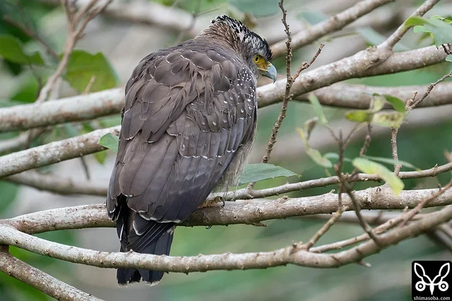 こちらの成鳥は小さな水路を見下ろしていました。カニかカエルでもいるのでしょうか。
