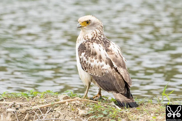 田んぼの畔で餌探しするカンムリワシ幼鳥。