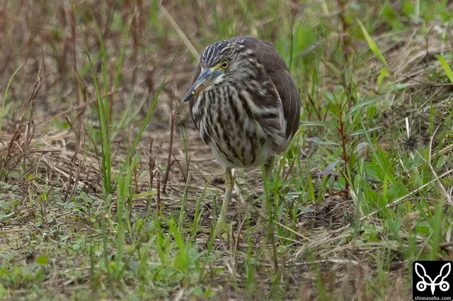 田んぼのアカガシラサギ。畔沿いを歩きながら小さな昆虫などを捕まえていました。