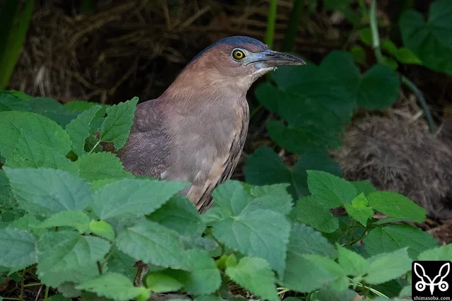 ズグロミゾゴイの成鳥。巣作りにはまだ早いのですが、枝を拾ったりしていました。