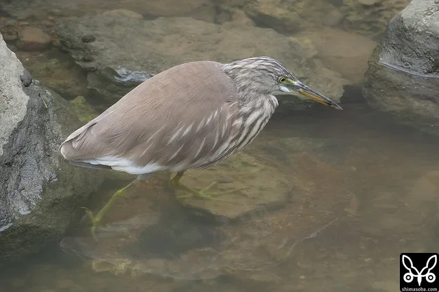 水路のアカガシラサギ。小さな魚を狙っています。