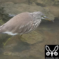 水路のアカガシラサギ。小さな魚を狙っています。