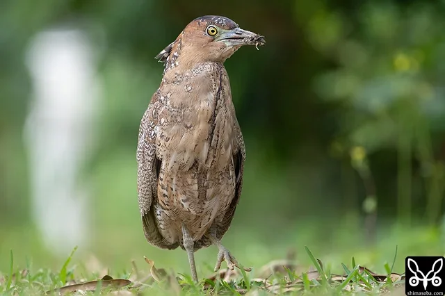 ズグロミゾゴイの幼鳥。昨年、生まれたので成鳥の羽衣に変わりつつあります。