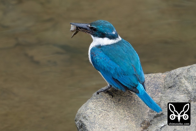 ナンヨウショウビン