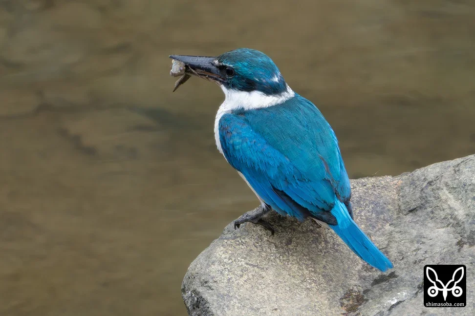 ナンヨウショウビン