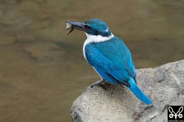 ムカデの次は、ミナミトビハゼを捕まえました。獲物の表情は絶望的です…。