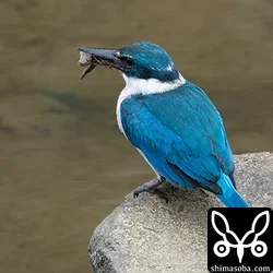 ナンヨウショウビン