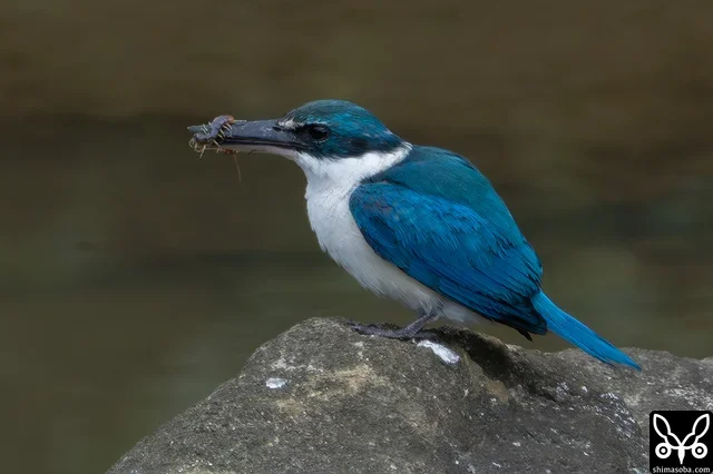 ムカデを捕まえたナンヨウショウビン。アカショウビンもカンムリワシもイソヒヨドリも鳥類はムカデが大好物のようです。