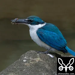 ナンヨウショウビン年越して滞在3カ月(動画あり)