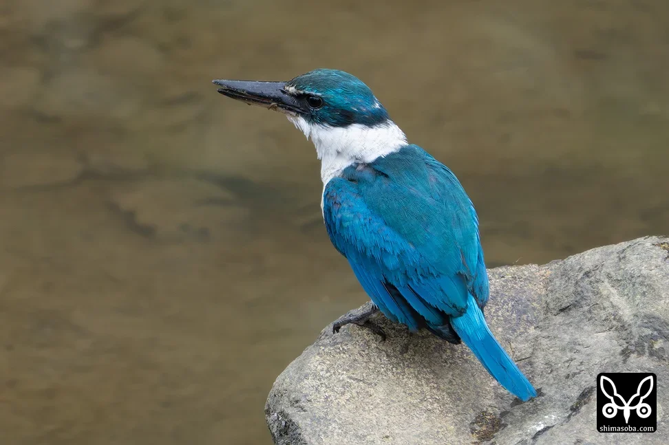 ナンヨウショウビン