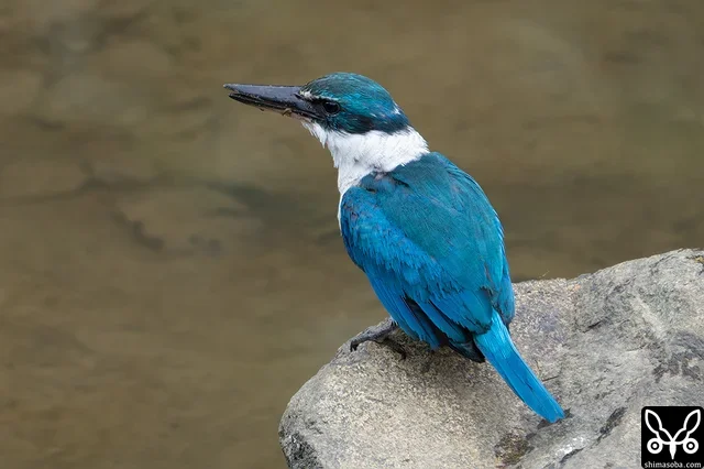 石垣島にナンヨウショウビンがやってきて3カ月が経ちます。頭部や背中の換羽が少し進んでいるようです。