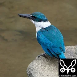 ナンヨウショウビン