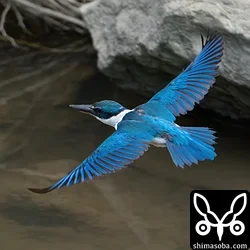 ナンヨウショウビン