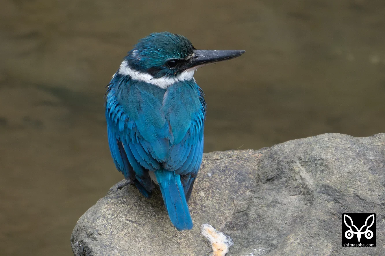 ナンヨウショウビン
