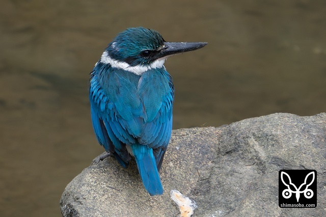 ナンヨウショウビン