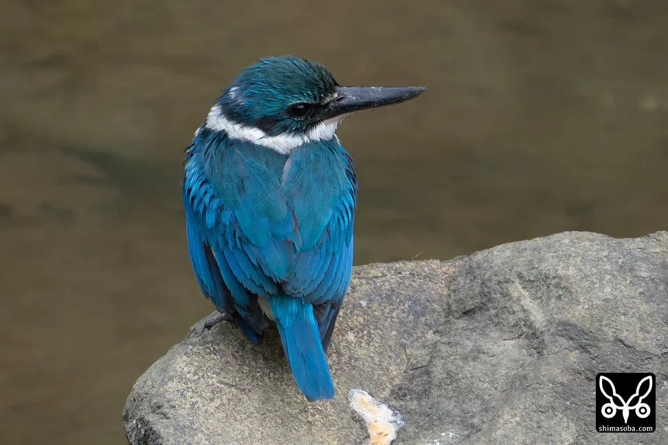 ナンヨウショウビン