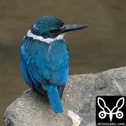 ナンヨウショウビン