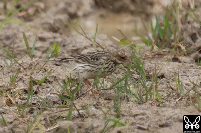 石垣島や沖縄ではタヒバリよりムネアカタヒバリの方が圧倒的に多いです。