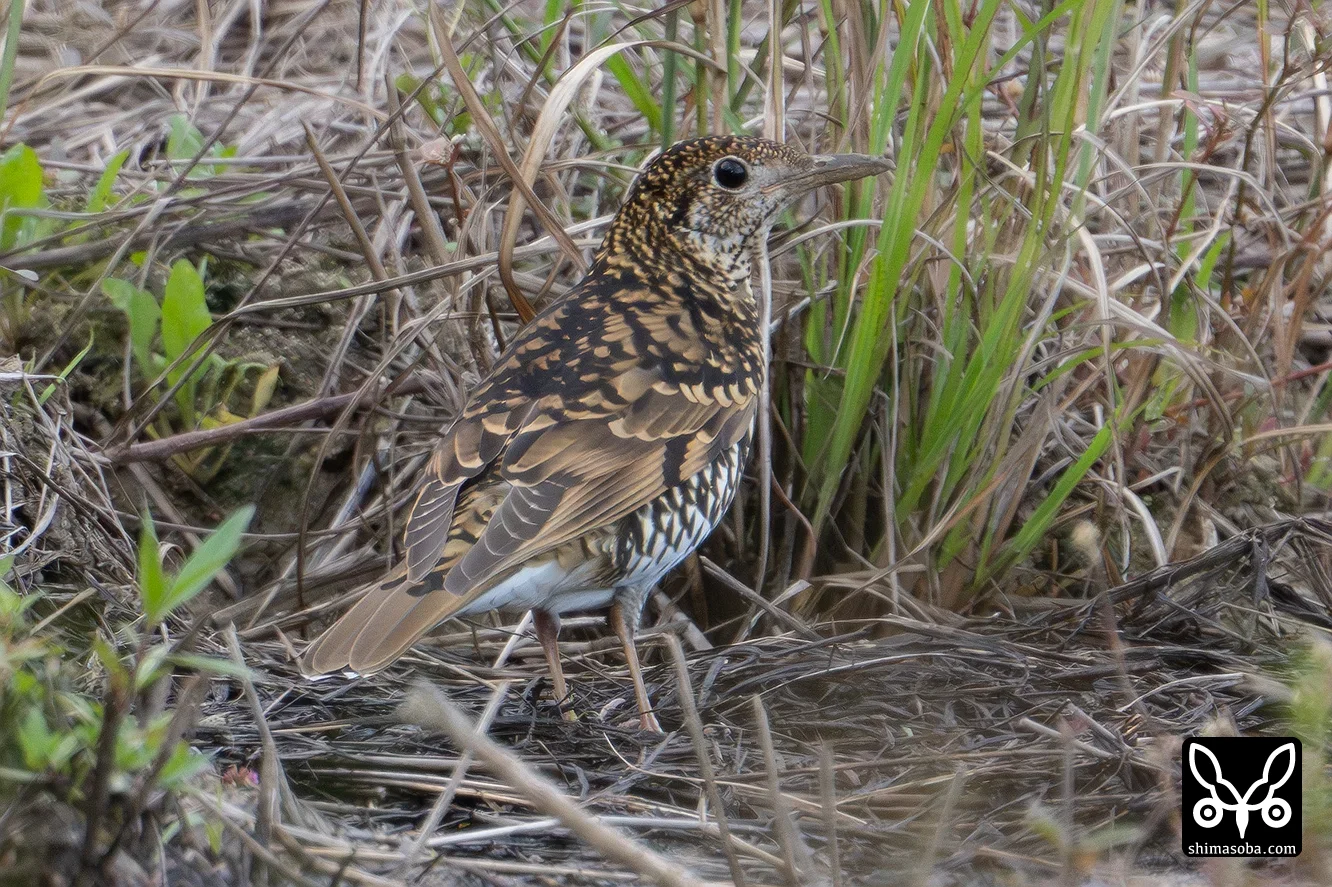 トラツグミ