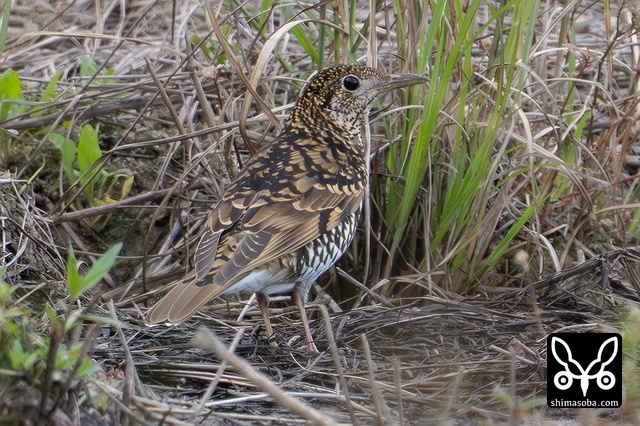 トラツグミ