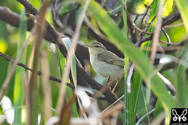 コムシクイも地鳴きで発見。少しの間だけ、姿も見ることができました。