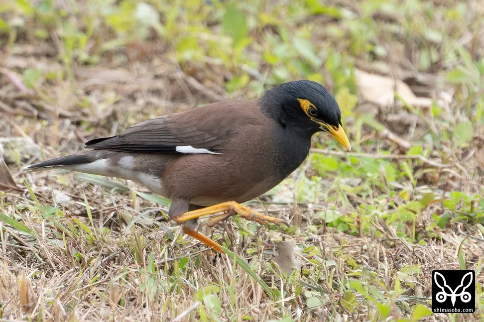 インドハッカ