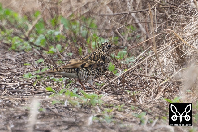 トラツグミ