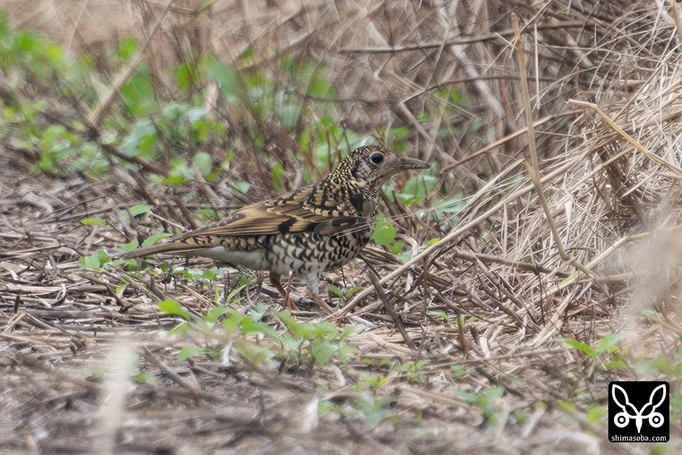 トラツグミ