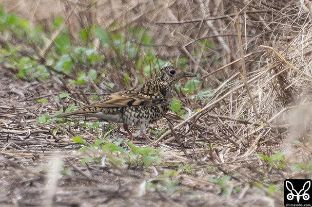 田んぼの農道にいたトラツグミ。
