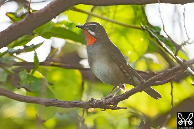 朝方のノゴマ。地鳴きしながら藪の中を移動していました。