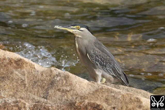 石垣島では珍しいササゴイ。鳴き声も聞くことができました。