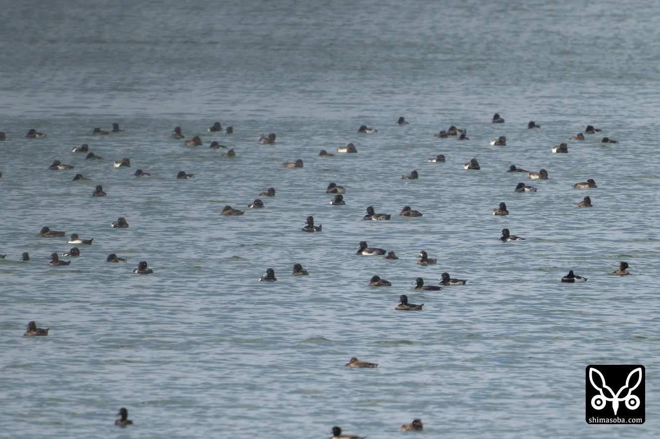 クビワキンクロ